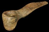 Theropod (Anzu?) Arctometatarsal - Montana #129793-1